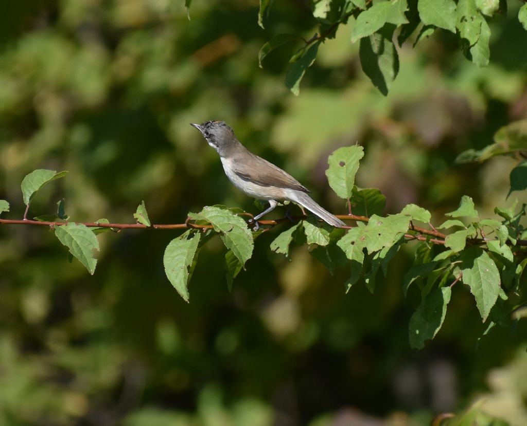 Bigiarella (Sylvia curruca)